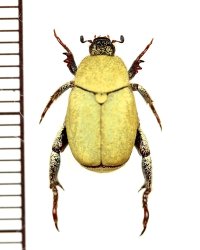 アシナガコガネの一種　Hoplia africana　モロッコ