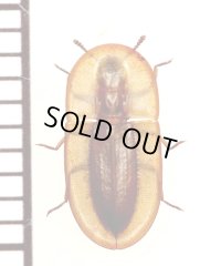 ゴミムシダマシの一種　Cossyphus sp.　モロッコ