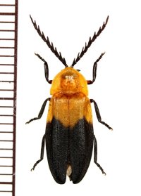 マドボタルの一種　Lampyridae species　♂　 フィリピン（ルソン島）