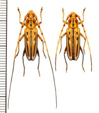 カミキリムシの一種　Ceragenia bicornis　ペア   フランス領ギアナ