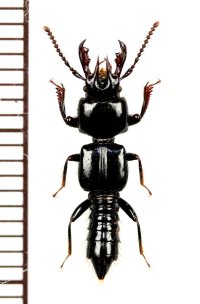 ハネカクシの一種　Borolinus curticollis　フィリピン(ミンダナオ島)
