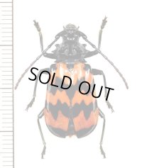 カミキリムシの一種　Sternacanthus undatus　♀   フランス領ギアナ
