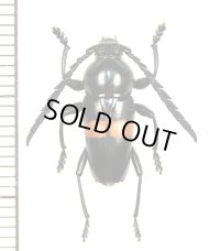 カミキリムシの一種　Lissonotus equestris　♀   フランス領ギアナ