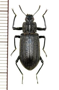 ゴミムシダマシの一種　Tenebrionid species　ベトナム(ベトナム中部)
