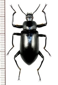 ゴミムシダマシの一種　Tenebrionid species　♂　ベトナム(ベトナム南部)