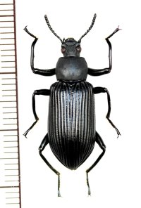 ゴミムシダマシの一種　Tenebrionid species　♂　ベトナム(ベトナム北東部)