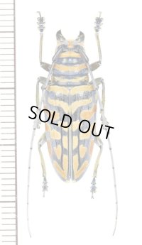 カミキリムシの一種　Sternotomis bohemanni ferreti　♀　タンザニア