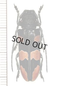 カミキリムシの一種　Tragocephala morio　♀　タンザニア