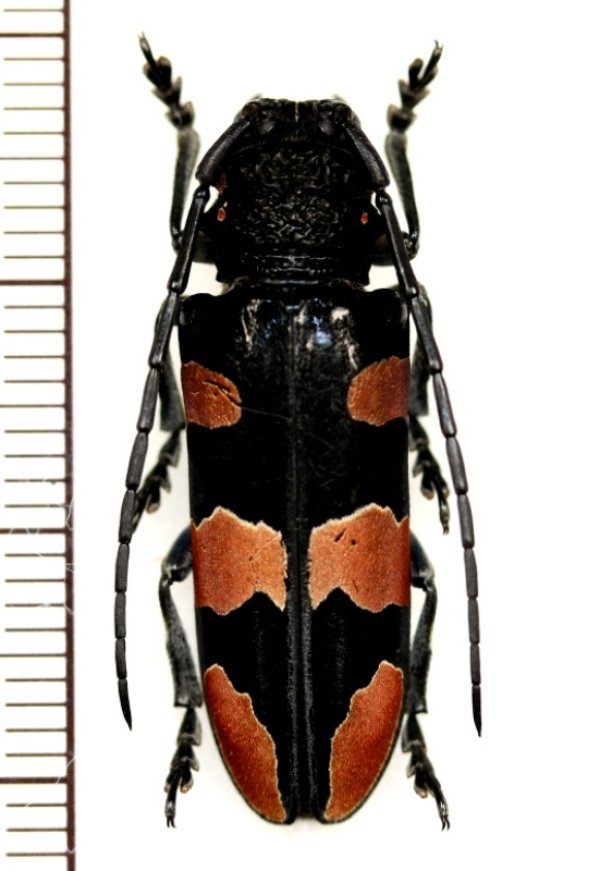 画像1: カミキリムシの一種　Tragocephala morio　♀　タンザニア