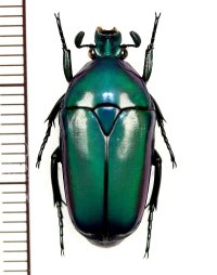 キヌホソカナブンの一種　Chlorocala africana　タンザニア