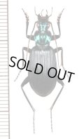 ゴミムシの一種　Carabid species　♂　マレーシア（ボルネオ島）