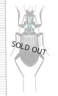 ゴミムシの一種　Carabid species　♂　マレーシア（ボルネオ島）