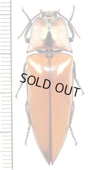 コメツキムシの一種　Elaterid species　♀　マレーシア（ボルネオ島）