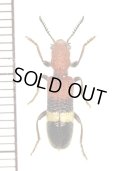 アリバチ擬態のカッコウムシの一種　Clerid species　南アフリカ
