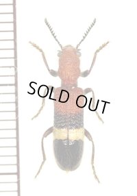 アリバチ擬態のカッコウムシの一種　Clerid species　南アフリカ