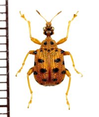 テントウムシ擬態のマダラオトシブミの一種　Haplapoderini species　 ベトナム南部