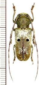 眼状紋を持つカミキリムシの一種　Prosopocera bipunctata bioculata　♀　カメルーン