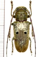 他の写真1: 眼状紋を持つカミキリムシの一種　Prosopocera bipunctata bioculata　♀　カメルーン