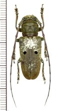 眼状紋を持つカミキリムシの一種　Prosopocera bipunctata bioculata　♀　カメルーン