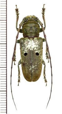 眼状紋を持つカミキリムシの一種　Prosopocera bipunctata bioculata　♀　カメルーン