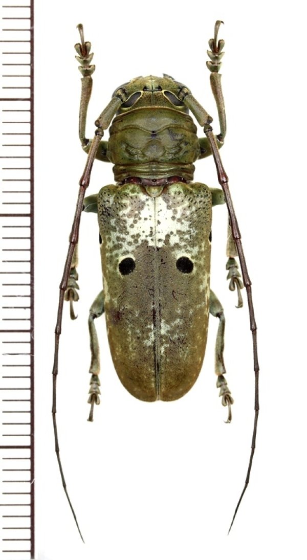 画像1: 眼状紋を持つカミキリムシの一種　Prosopocera bipunctata bioculata　♀　カメルーン