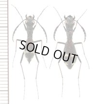 アリバチ擬態のハンミョウの一種　Dromica mesothoracica　ペア　ザンビア