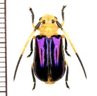 ハムシ擬態のカミキリムシの一種　Astathes sp.　♂　 ベトナム(ベトナム北東部)