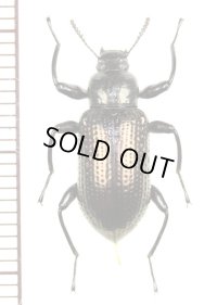 ゴミムシダマシの一種　Tenebrionid species　♀　ベトナム(ベトナム南部)