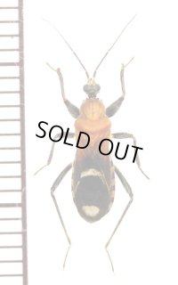アリバチ擬態のサシガメの一種　 Reduviidae species　フィリピン（ミンダナオ島）