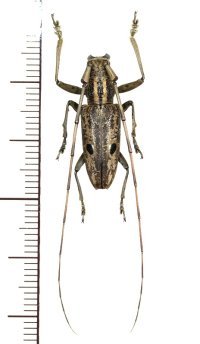 眼状紋を持つカミキリムシの一種　 Pelargoderus luzonicus　♂　フィリピン(ルソン島)
