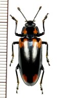 オオキノコムシの一種　Erotylidae species　フィリピン（ルソン島）