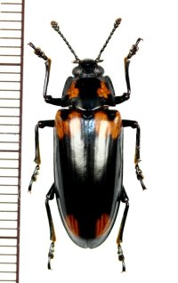 オオキノコムシの一種　Erotylidae species　フィリピン（ルソン島）