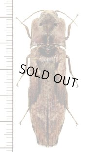 樹皮や地衣類に擬態したコメツキムシの一種　Pseudocalais basilewskyi　カメルーン