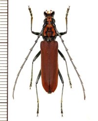 カミキリムシの一種 　Mimosebasmia purpurea　♂　 ベトナム北中部