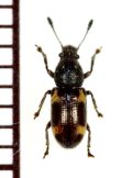 オオキノコムシ擬態のヒゲナガゾウムシの一種　Morimotanthribus sp.　タイ