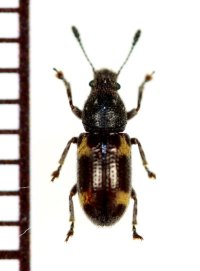 オオキノコムシ擬態のヒゲナガゾウムシの一種　Morimotanthribus sp.　タイ