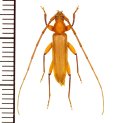 カミキリムシの一種 　Cerambycidae species　♂　 ベトナム(ベトナム北中部)