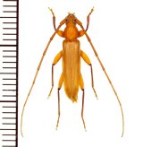 カミキリムシの一種 　Cerambycidae species　♂　 ベトナム(ベトナム北中部)
