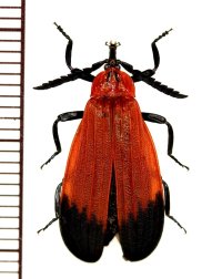 ベニボタルの一種　Lycidae species　インドネシア(スマトラ島)