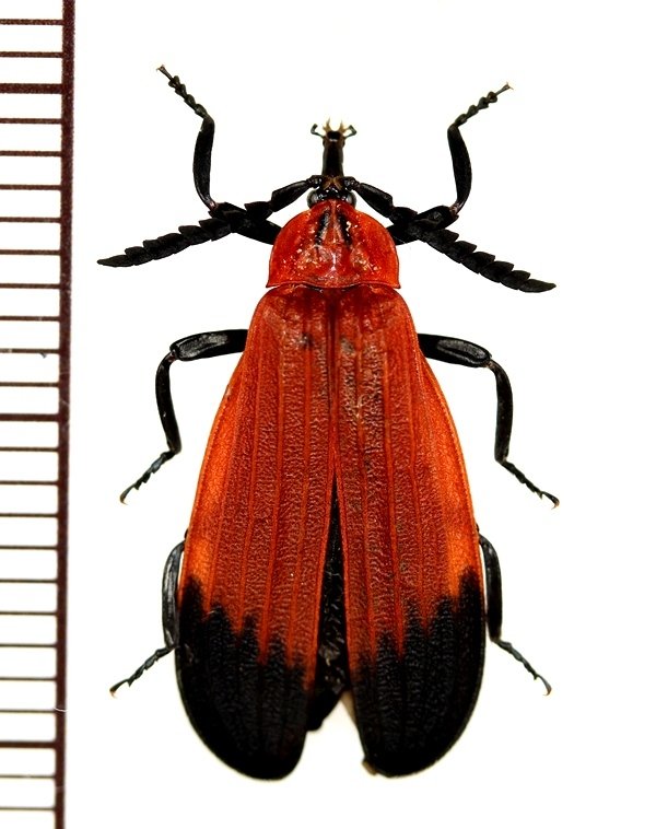 画像1: ベニボタルの一種　Lycidae species　インドネシア(スマトラ島)