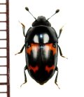 コヨツボシケシキスイ　1頭　東京都