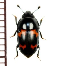 コヨツボシケシキスイ　1頭　東京都