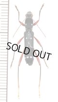 キノボリハンミョウ擬態のカミキリムシの一種 　Sclethrus stenocylindrus　♀　 ベトナム南部