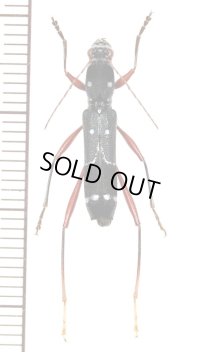 キノボリハンミョウ擬態のカミキリムシの一種 　Sclethrus stenocylindrus　♀　 ベトナム南部