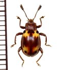 オオキノコムシ擬態のテントウムシダマシの一種　Endomychidae species　ベトナム南部