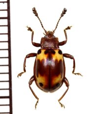 オオキノコムシ擬態のテントウムシダマシの一種　Endomychidae species　ベトナム南部