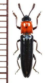 ツシマコメツキモドキ　1頭　対馬
