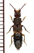 ハネカクシの一種　Staphylininae species　石垣島