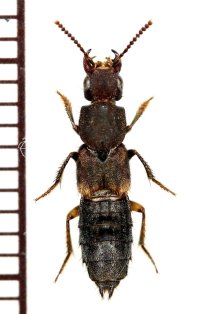 ハネカクシの一種　Staphylininae species　石垣島
