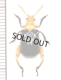 カタビロハムシの一種　Megalopodinae species　 ベトナム北東部